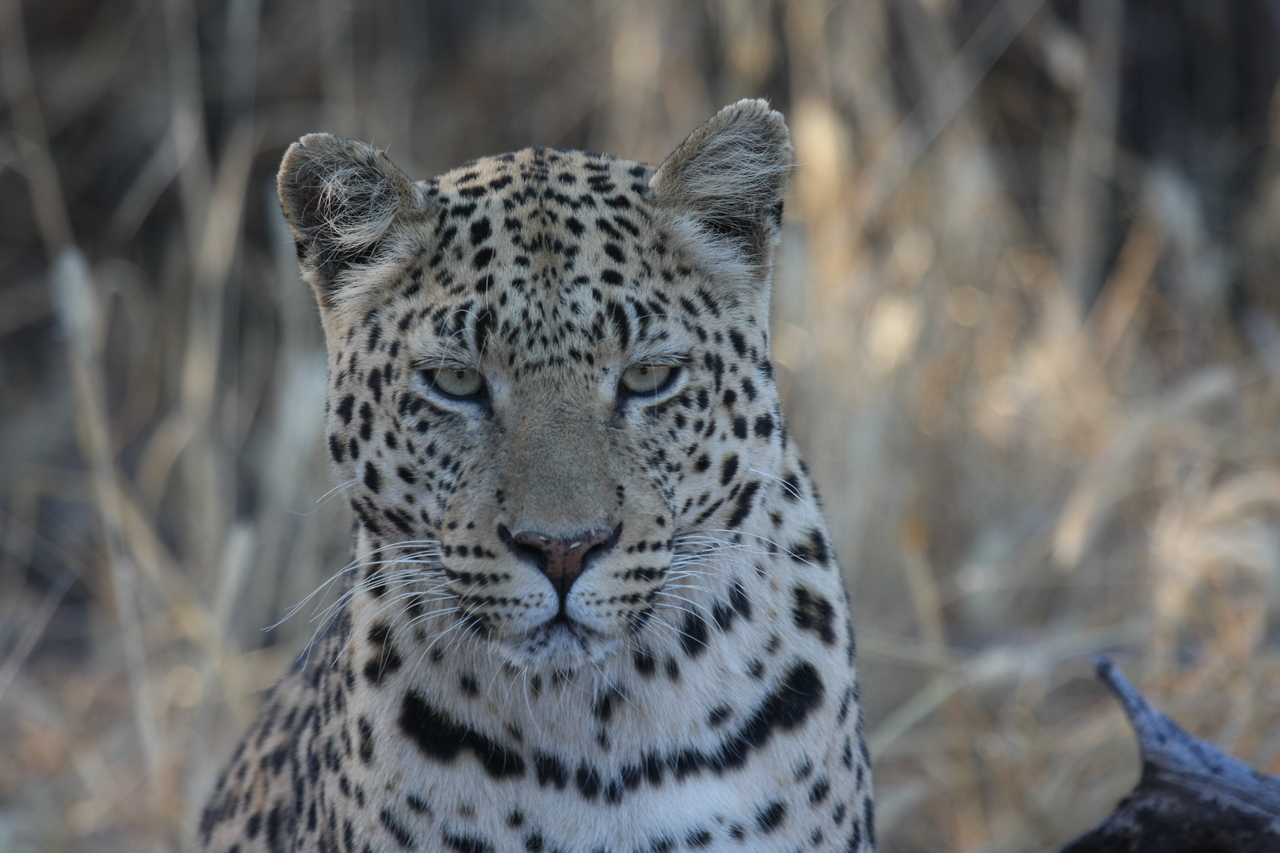 [3172] 2016_06_22_11_23_15_Africa_Canon_EOS_40D_IMG__00738.jpg