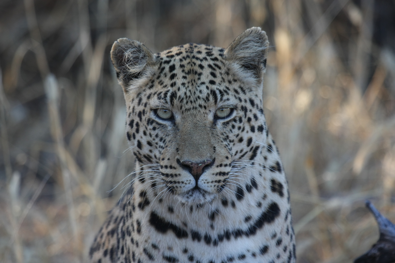 [3177] 2016_06_22_11_23_16_Africa_Canon_EOS_40D_IMG__00721.jpg