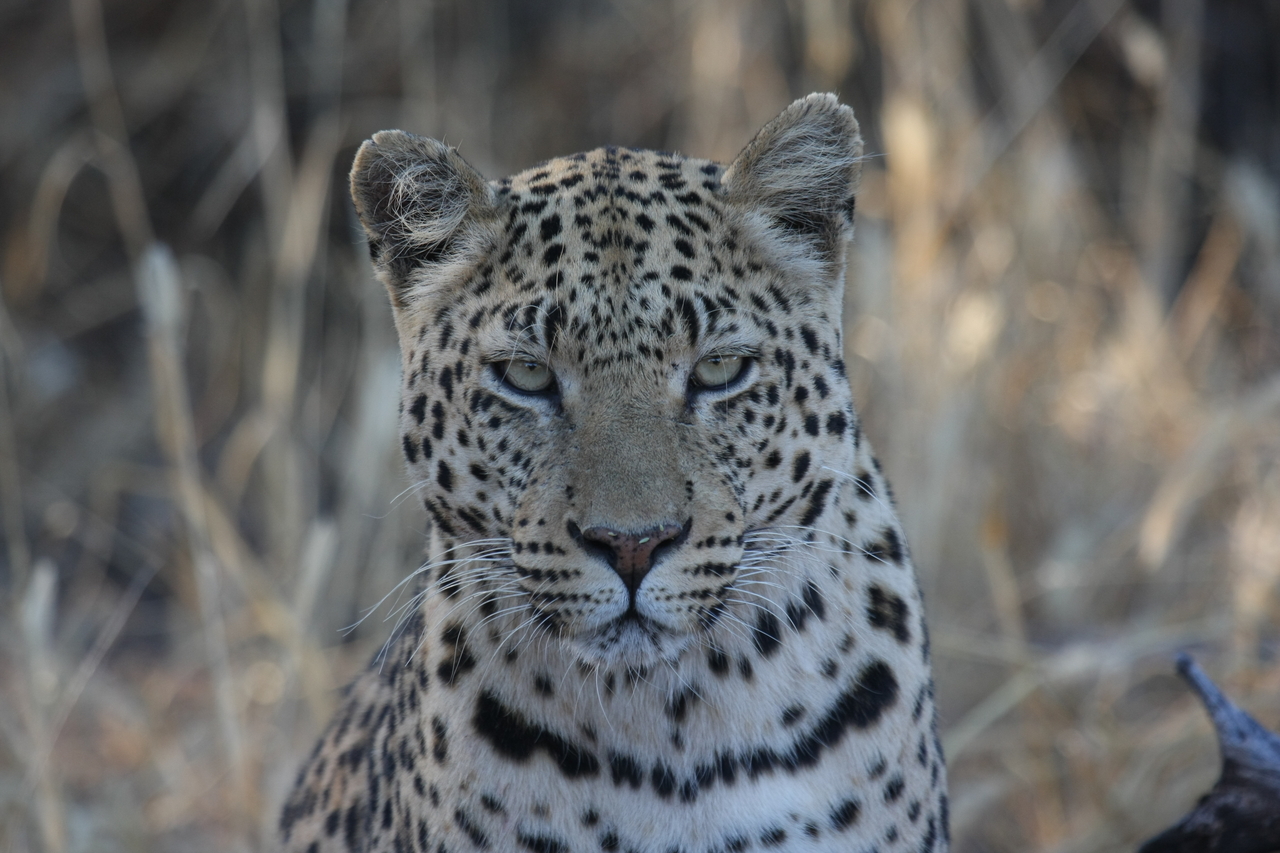 [3182] 2016_06_22_11_23_17_Africa_Canon_EOS_40D_IMG__08188.jpg