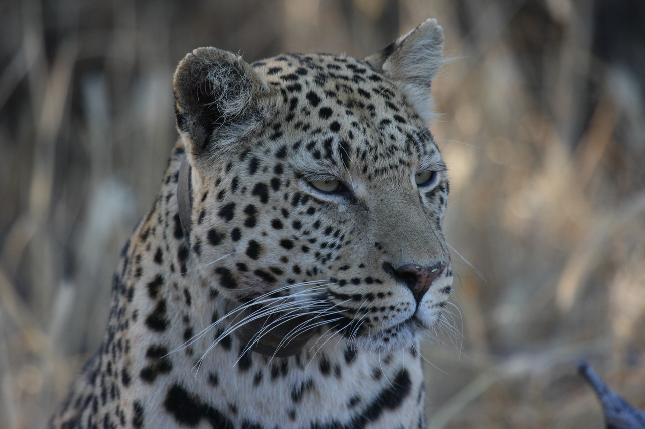 [3186] 2016_06_22_11_23_19_Africa_Canon_EOS_40D_IMG__00742.jpg