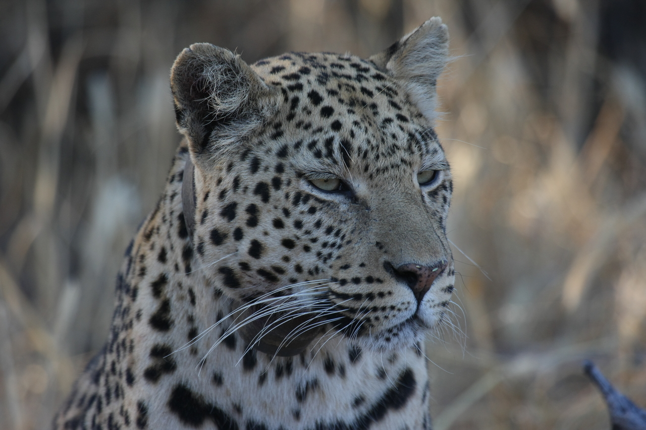 [3190] 2016_06_22_11_23_19_Africa_Canon_EOS_40D_IMG__08190.jpg