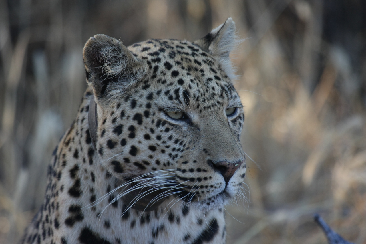 [3193] 2016_06_22_11_23_21_Africa_Canon_EOS_40D_IMG__00727.jpg