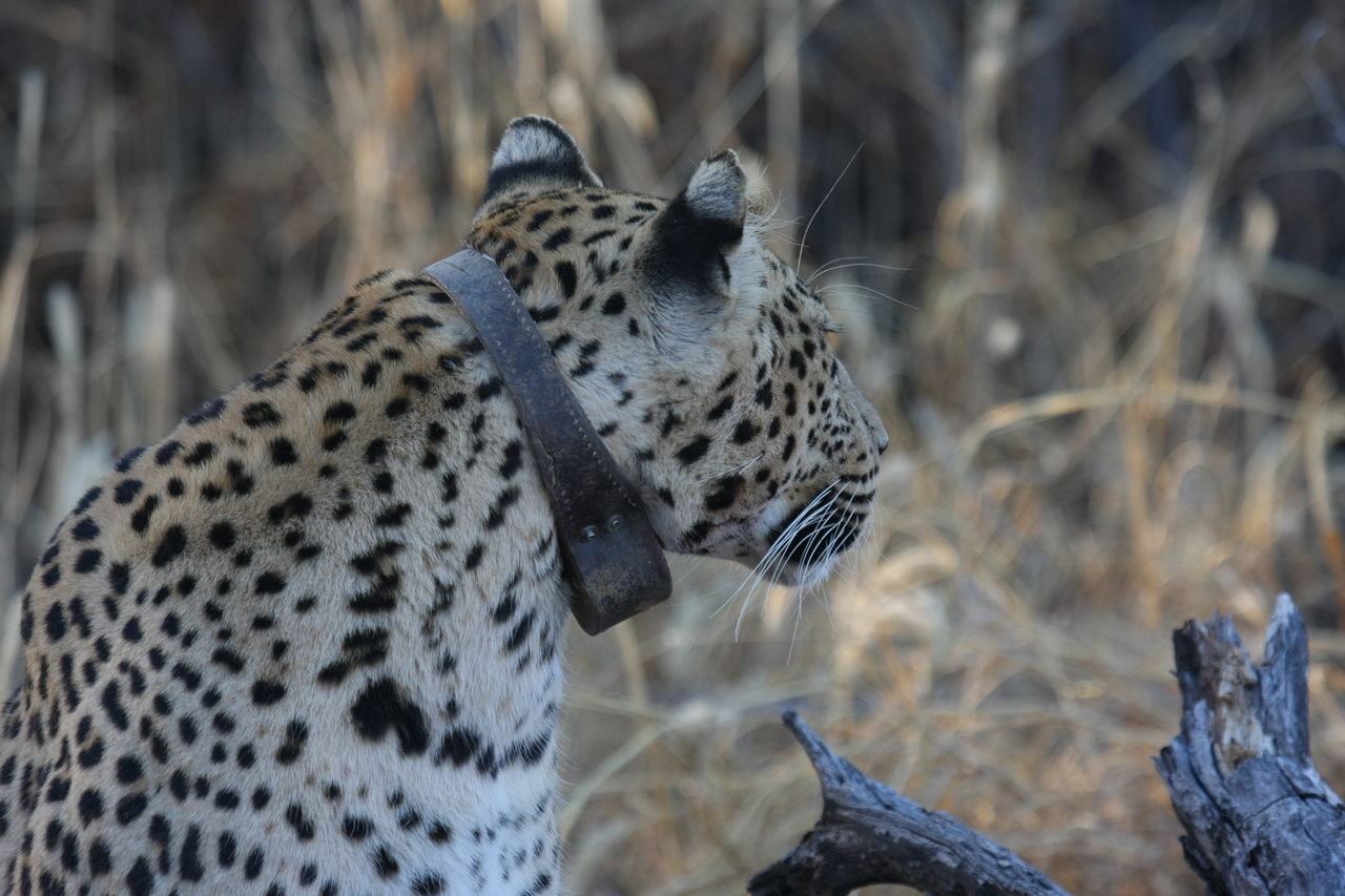 [3228] 2016_06_22_11_23_44_Africa_Canon_EOS_40D_IMG__00750.jpg