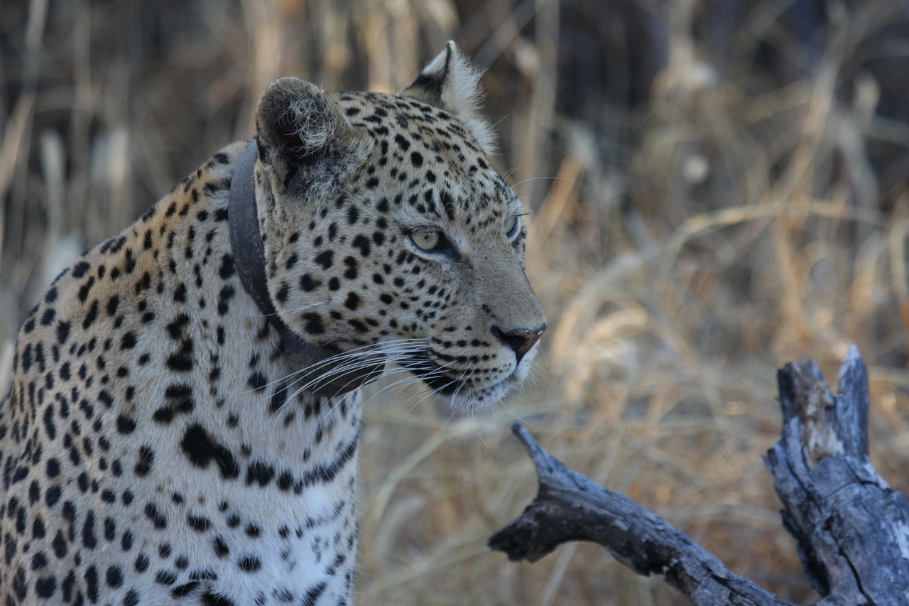 [3235] 2016_06_22_11_24_03_Africa_Canon_EOS_40D_IMG__08199.jpg