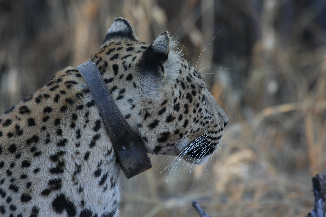 [3239] 2016_06_22_11_24_11_Africa_Canon_EOS_40D_IMG__00753.jpg