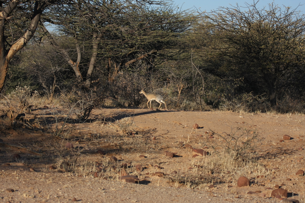 [3267] 2016_06_22_11_32_12_Africa_Canon_EOS_40D_IMG__00763.jpg