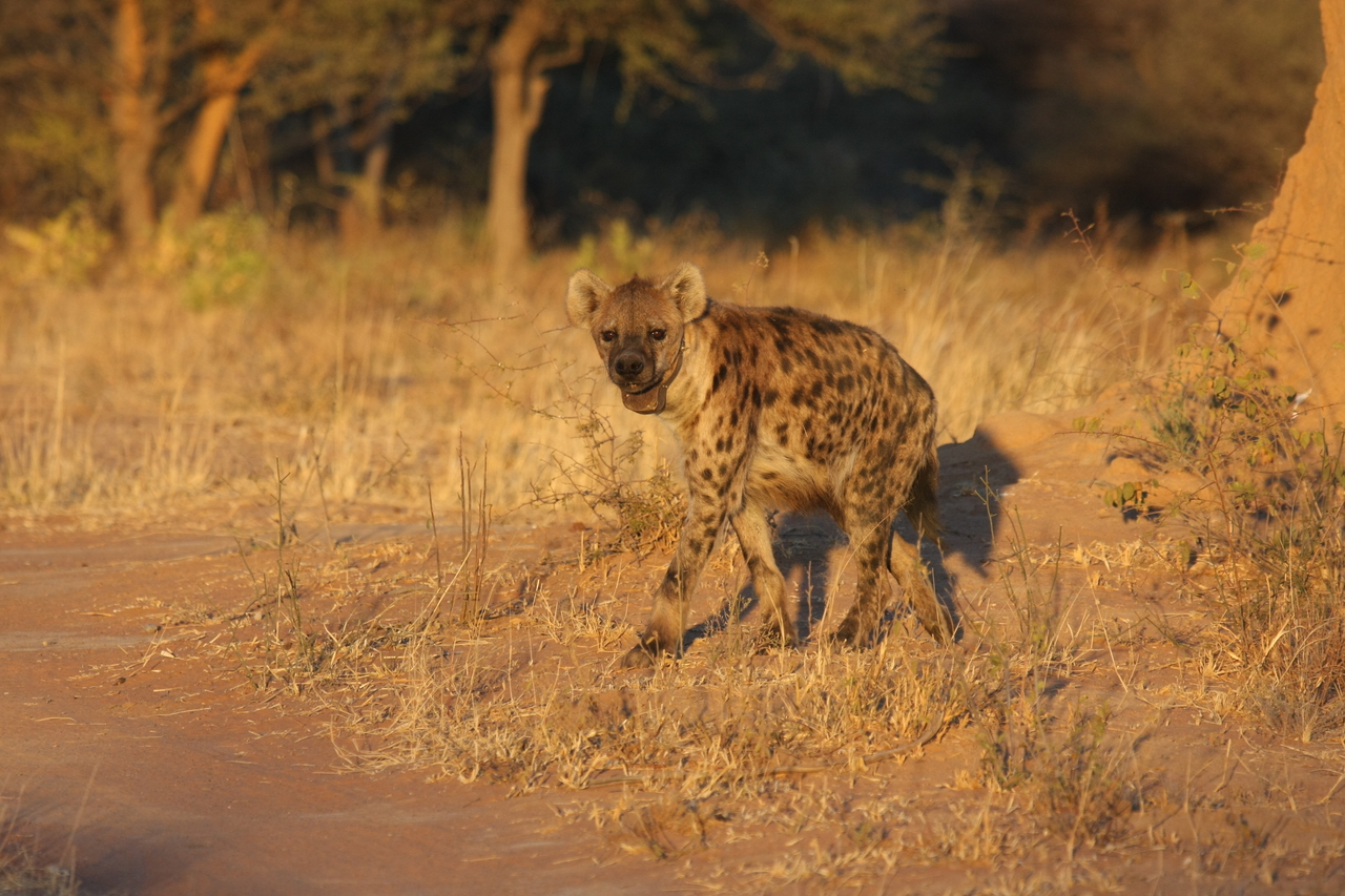 [3282] 2016_06_22_12_04_51_Africa_Canon_EOS_40D_IMG__00746.jpg