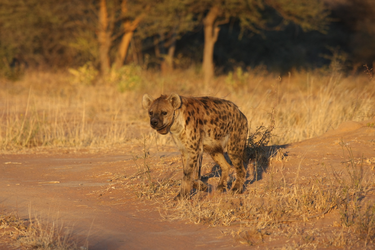[3292] 2016_06_22_12_04_52_Africa_Canon_EOS_40D_IMG__08214.jpg