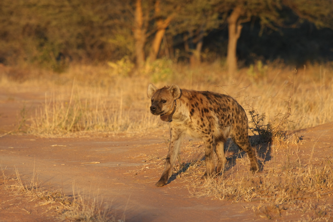 [3295] 2016_06_22_12_04_53_Africa_Canon_EOS_40D_IMG__00768.jpg