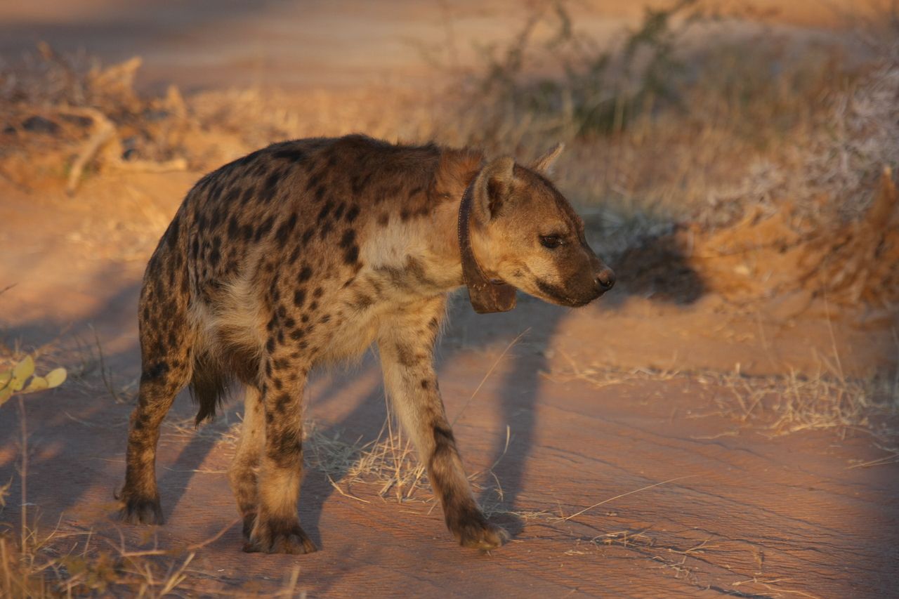 [3308] 2016_06_22_12_05_12_Africa_Canon_EOS_40D_IMG__00754.jpg