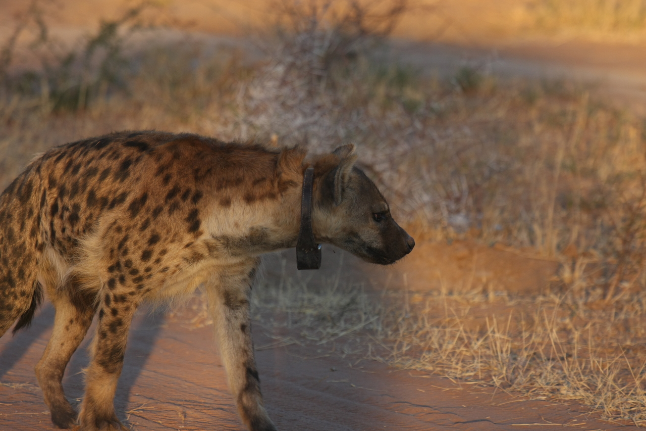 [3314] 2016_06_22_12_05_13_Africa_Canon_EOS_40D_IMG__00756.jpg