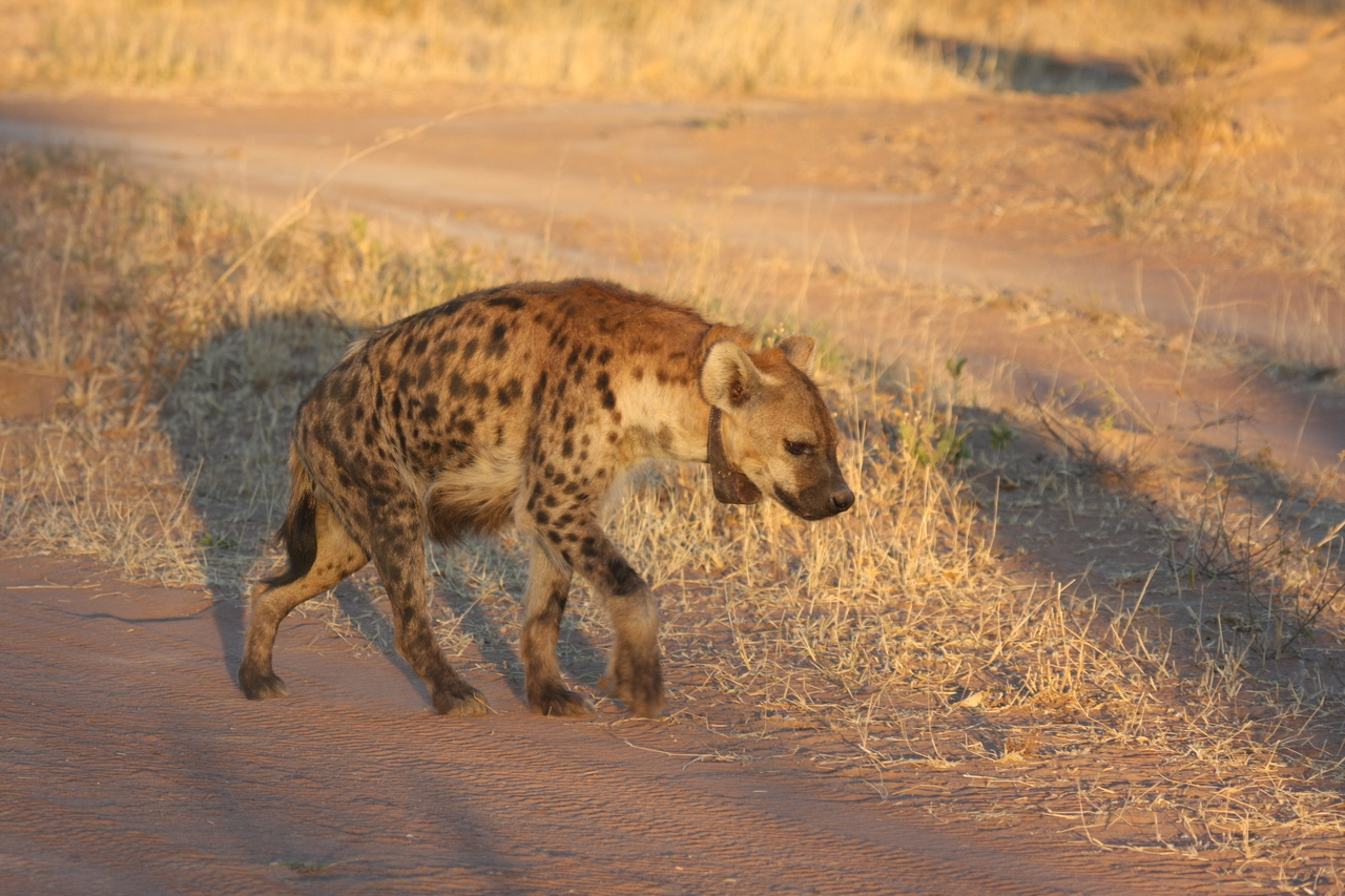 [3318] 2016_06_22_12_05_15_Africa_Canon_EOS_40D_IMG__00758.jpg