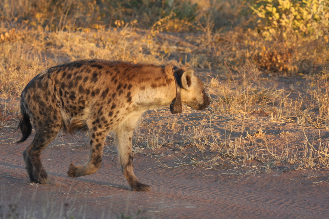 [3336] 2016_06_22_12_05_24_Africa_Canon_EOS_40D_IMG__08228.jpg