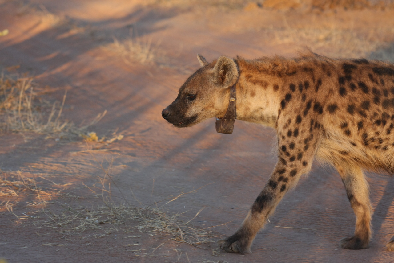 [3339] 2016_06_22_12_05_47_Africa_Canon_EOS_40D_IMG__00765.jpg