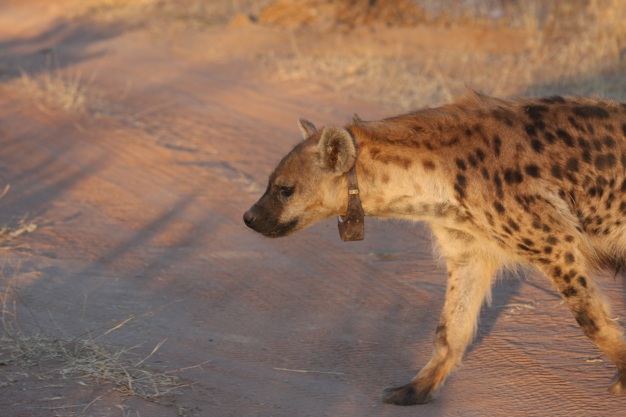 [3342] 2016_06_22_12_05_47_Africa_Canon_EOS_40D_IMG__08230.jpg