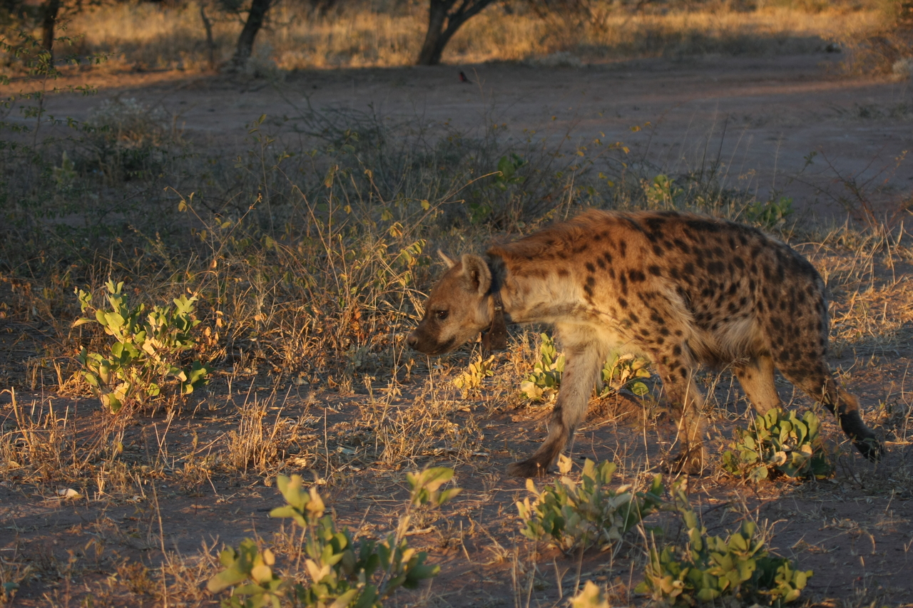 [3347] 2016_06_22_12_05_52_Africa_Canon_EOS_40D_IMG__00767.jpg