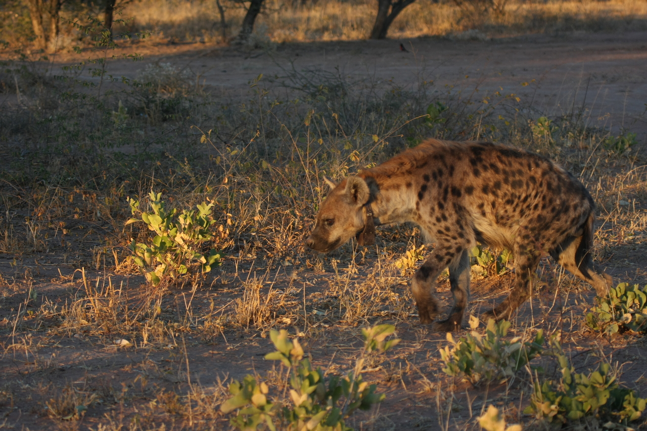 [3354] 2016_06_22_12_05_52_Africa_Canon_EOS_40D_IMG__08234.jpg