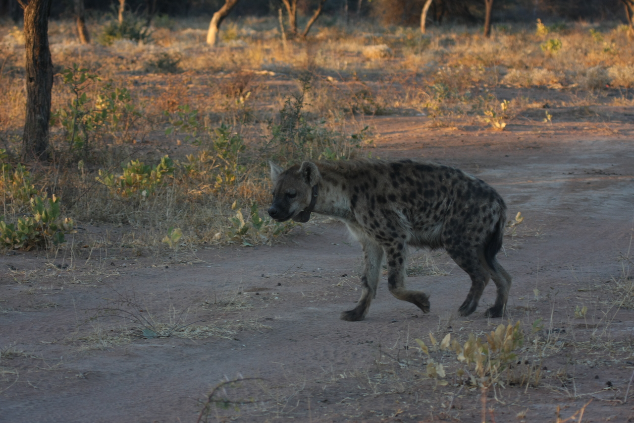 [3361] 2016_06_22_12_06_02_Africa_Canon_EOS_40D_IMG__08237.jpg