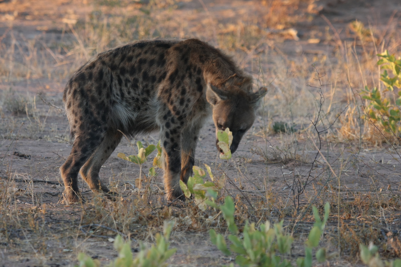 [3363] 2016_06_22_12_06_59_Africa_Canon_EOS_40D_IMG__00773.jpg