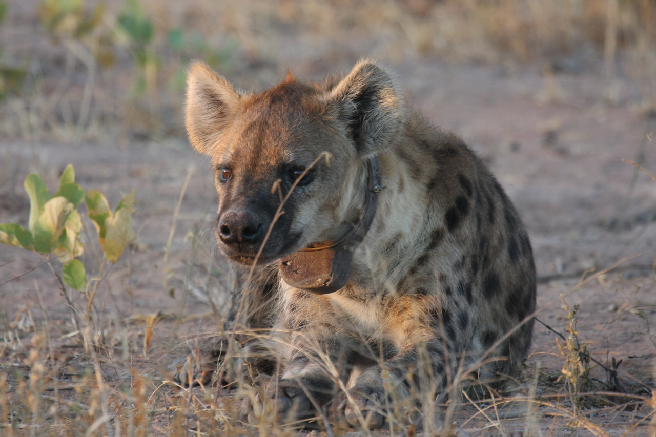 [3396] 2016_06_22_12_08_05_Africa_Canon_EOS_40D_IMG__08248.jpg