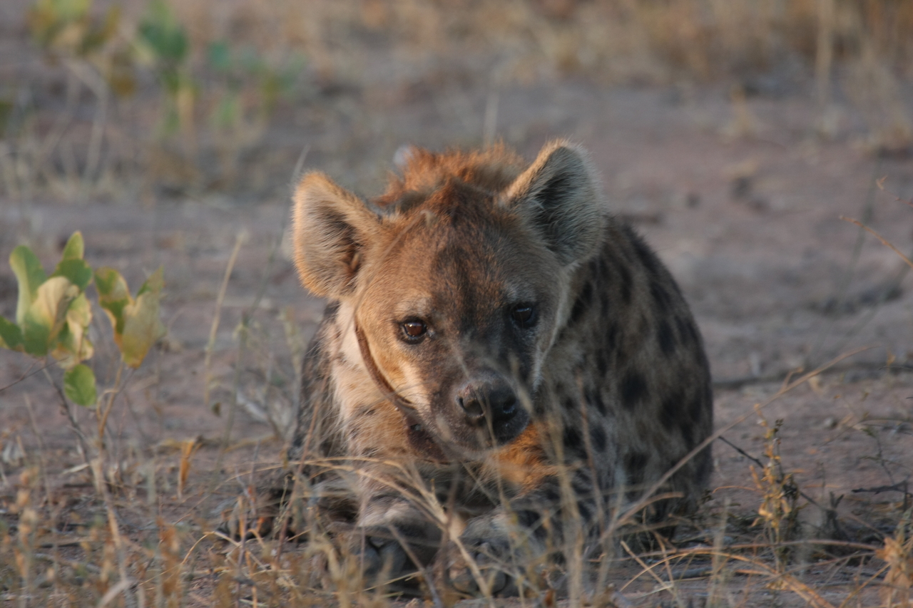 [3400] 2016_06_22_12_08_11_Africa_Canon_EOS_40D_IMG__00786.jpg