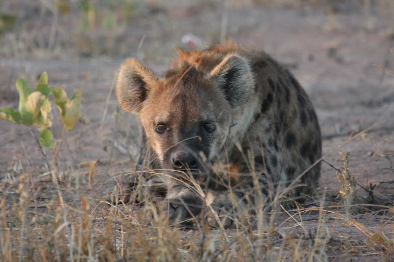 [3413] 2016_06_22_12_08_14_Africa_Canon_EOS_40D_IMG__00808.jpg