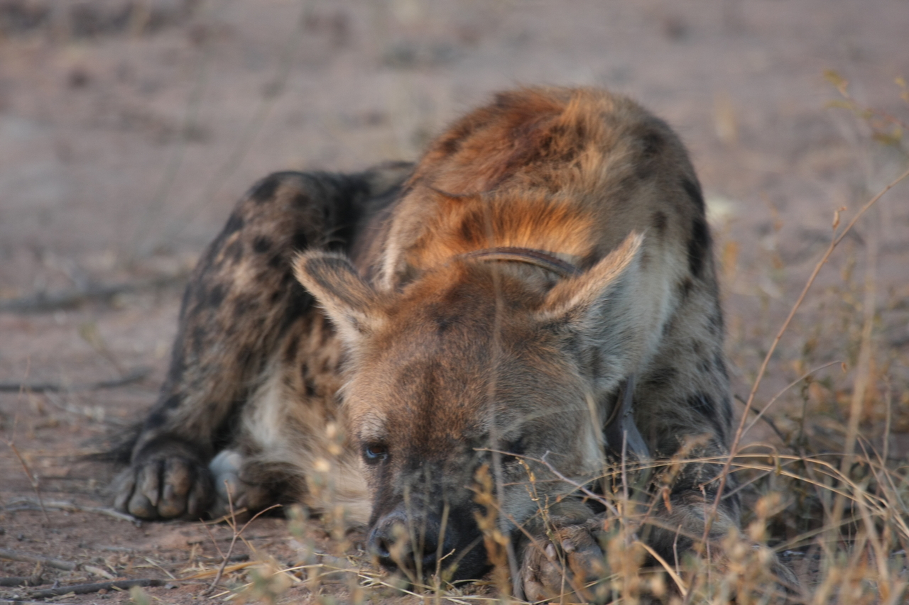 [3426] 2016_06_22_12_08_35_Africa_Canon_EOS_40D_IMG__08258.jpg