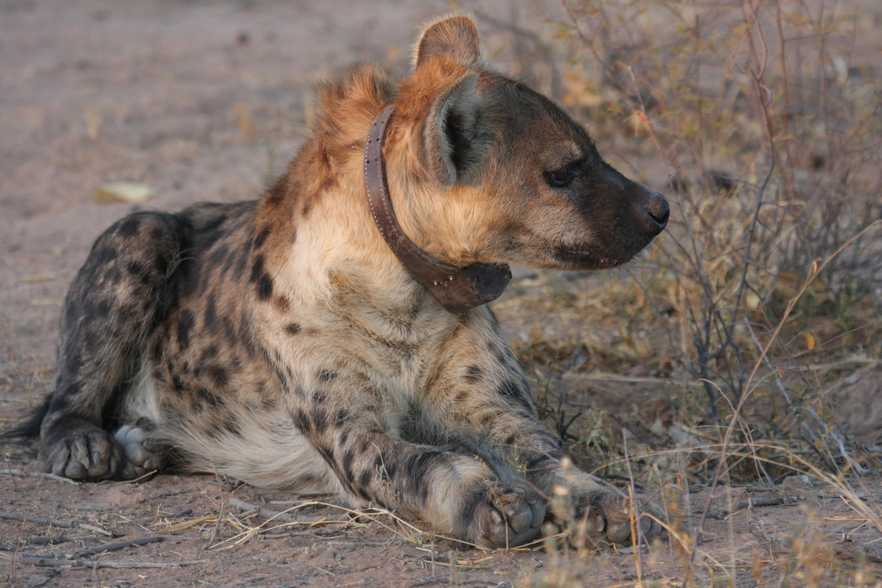 [3439] 2016_06_22_12_08_59_Africa_Canon_EOS_40D_IMG__08263.jpg