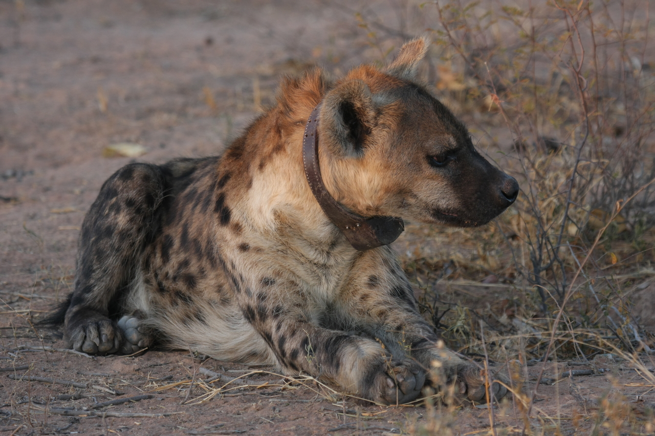 [3451] 2016_06_22_12_09_03_Africa_Canon_EOS_40D_IMG__08267.jpg