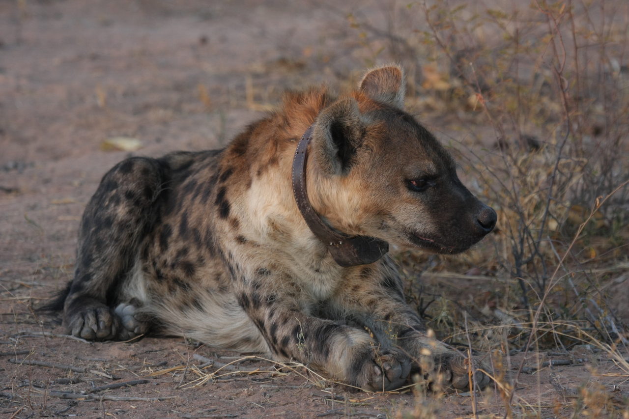 [3453] 2016_06_22_12_09_15_Africa_Canon_EOS_40D_IMG__00821.jpg