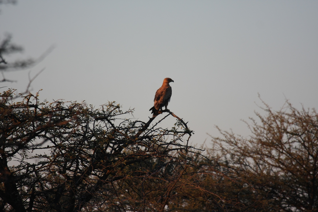 [3460] 2016_06_22_12_09_27_Africa_Canon_EOS_40D_IMG__00824.jpg
