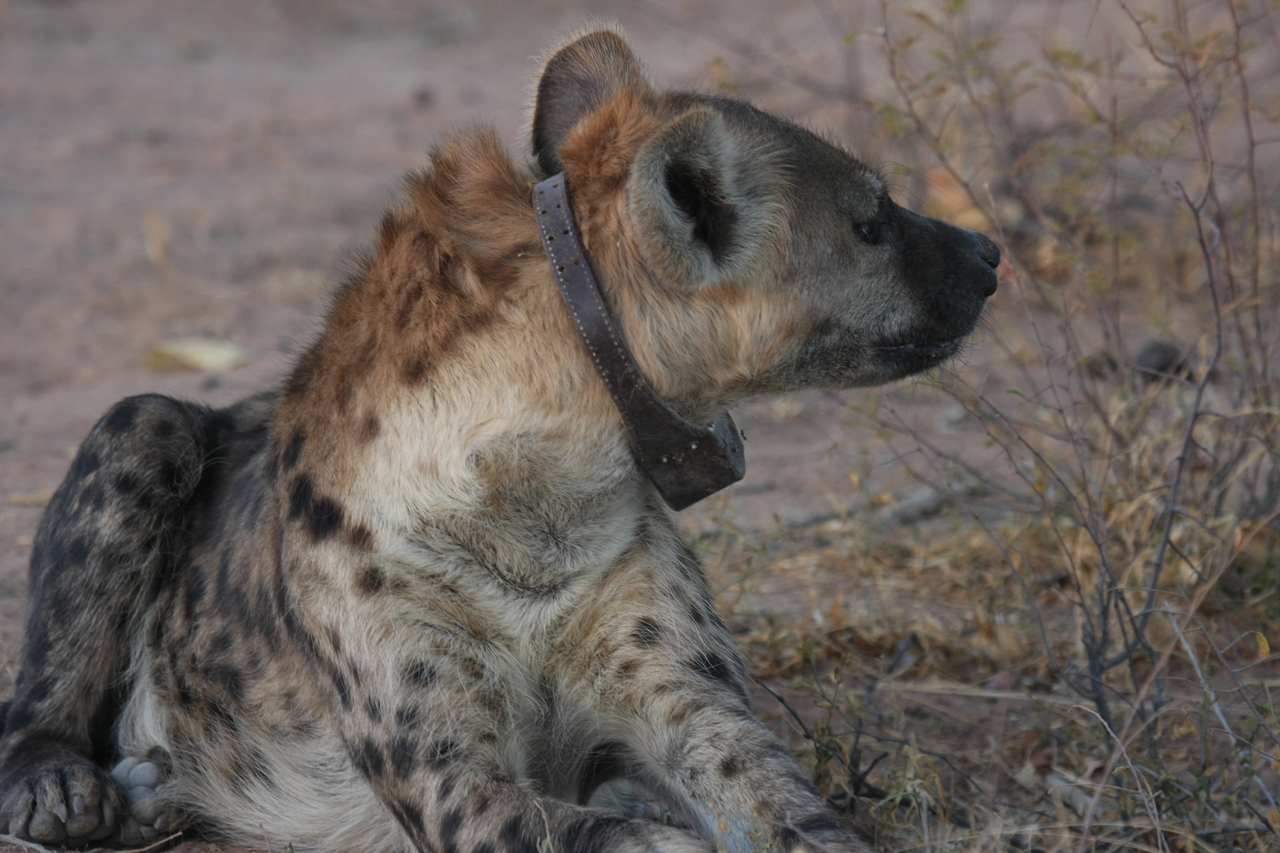 [3469] 2016_06_22_12_10_06_Africa_Canon_EOS_40D_IMG__00826.jpg