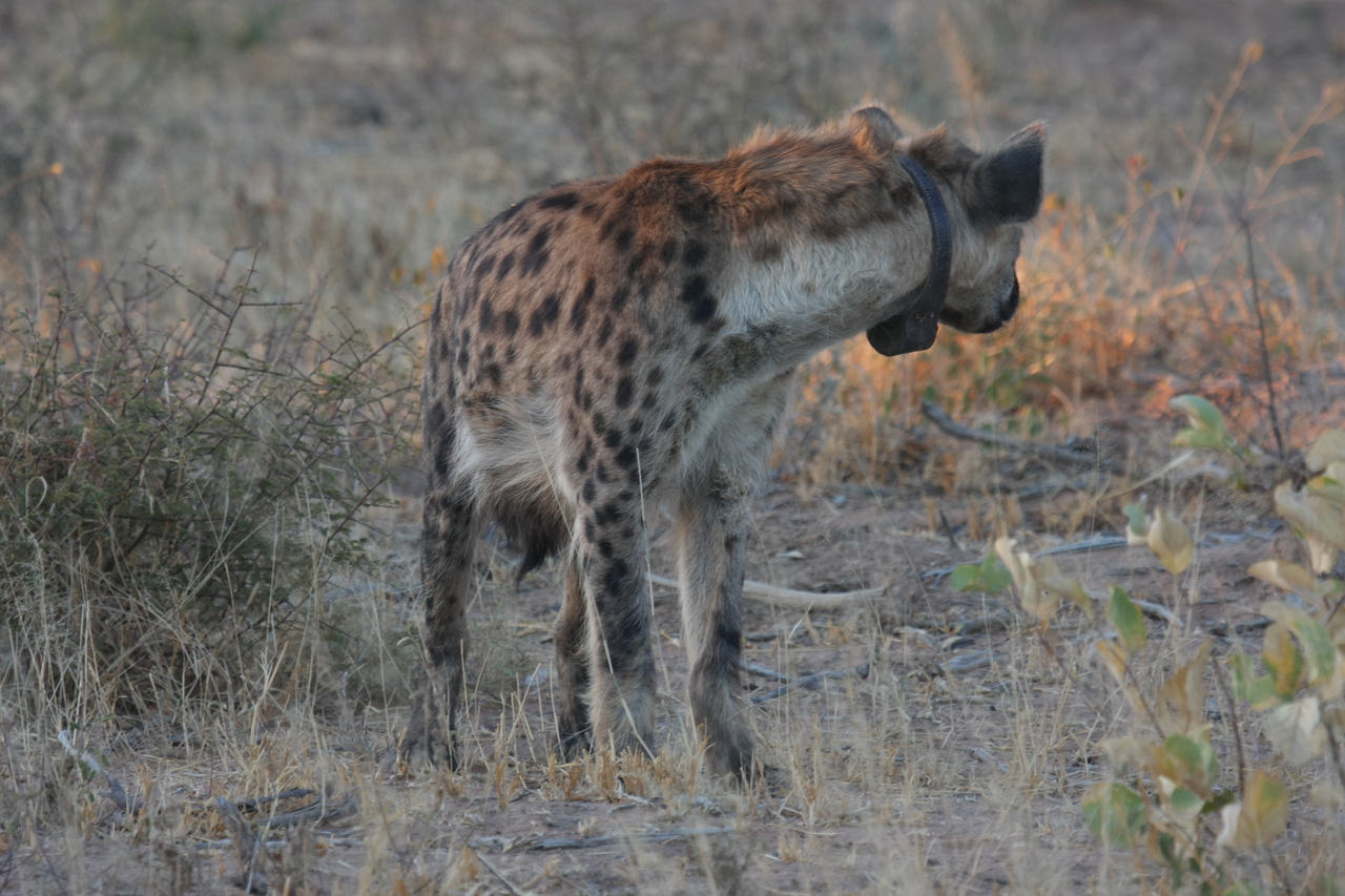 [3495] 2016_06_22_12_11_25_Africa_Canon_EOS_40D_IMG__00832.jpg