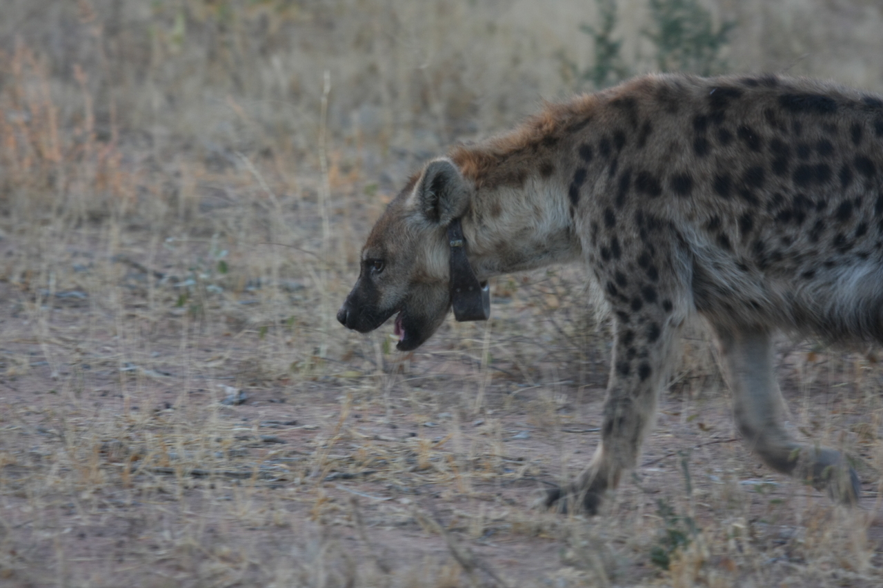 [3501] 2016_06_22_12_11_46_Africa_Canon_EOS_40D_IMG__08281.jpg