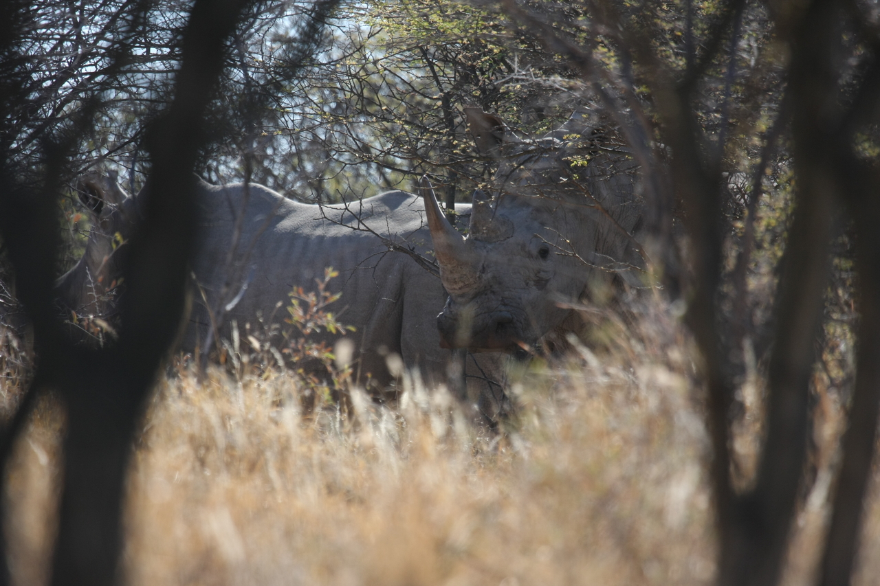 [4586] 2016_06_23_04_16_35_Africa_Canon_EOS_40D_IMG__08284.jpg