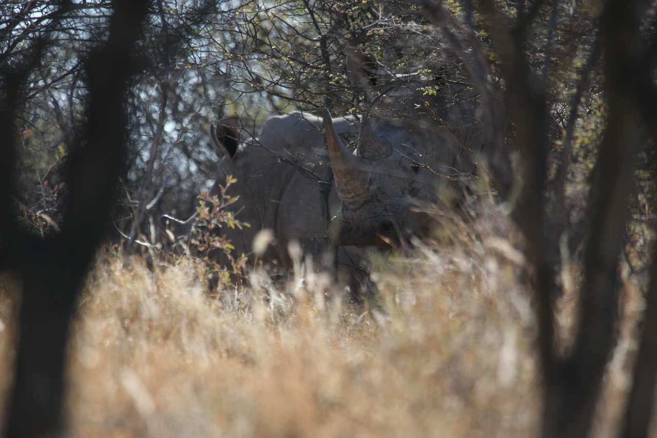 [4588] 2016_06_23_04_16_53_Africa_Canon_EOS_40D_IMG__00005.jpg