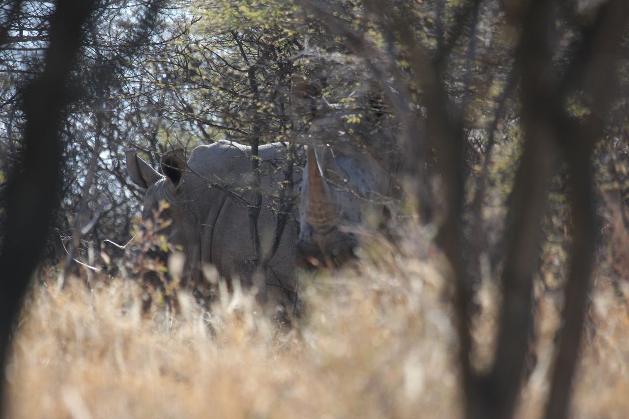 [4595] 2016_06_23_04_16_56_Africa_Canon_EOS_40D_IMG__08287.jpg