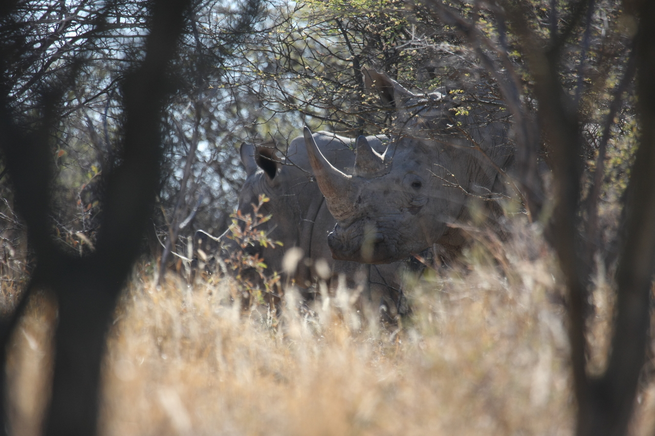 [4597] 2016_06_23_04_16_59_Africa_Canon_EOS_40D_IMG__00008.jpg
