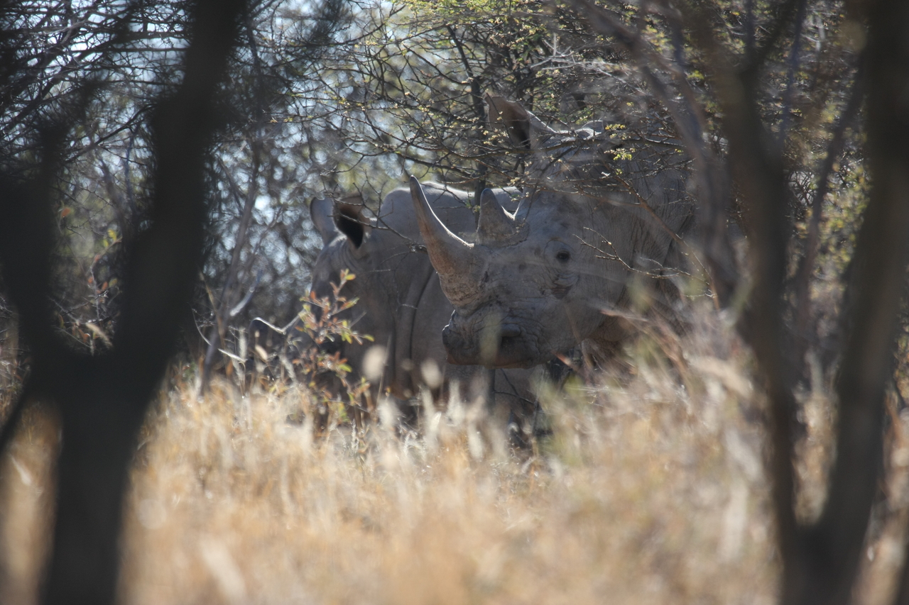 [4604] 2016_06_23_04_16_59_Africa_Canon_EOS_40D_IMG__08290.jpg