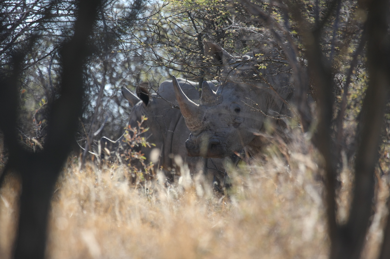 [4605] 2016_06_23_04_16_59_Africa_Canon_EOS_40D_IMG__08291.jpg