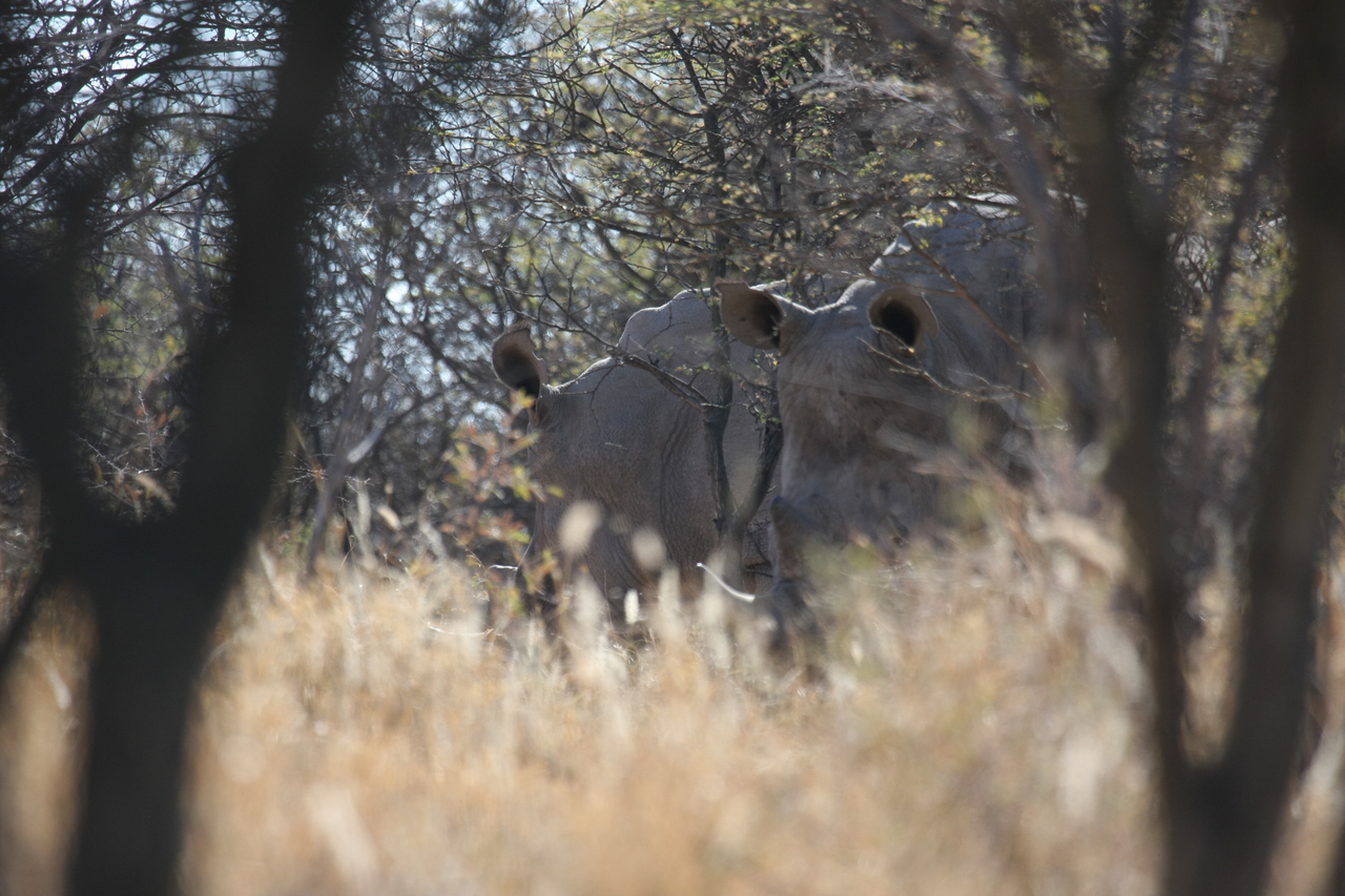 [4608] 2016_06_23_04_17_05_Africa_Canon_EOS_40D_IMG__00013.jpg