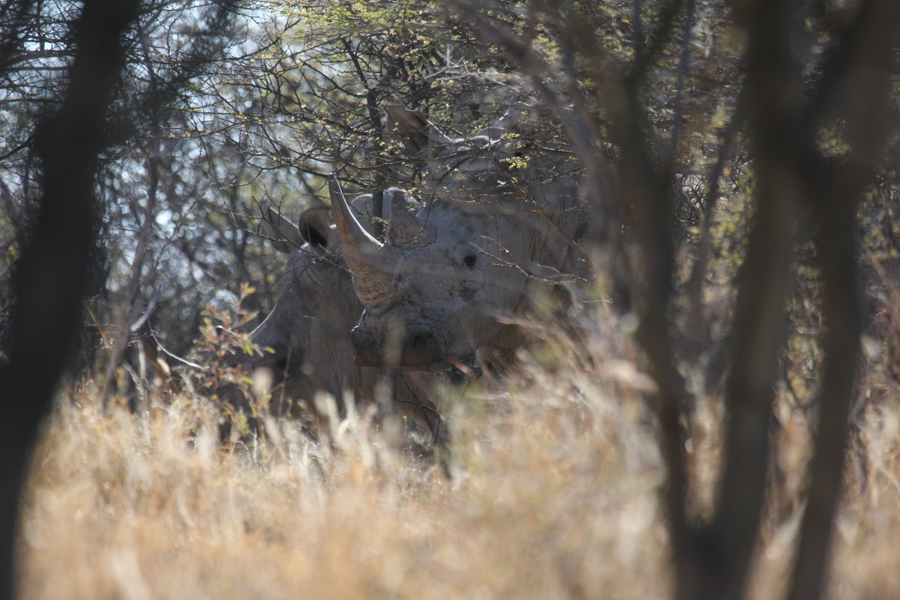 [4617] 2016_06_23_04_17_12_Africa_Canon_EOS_40D_IMG__00848.jpg