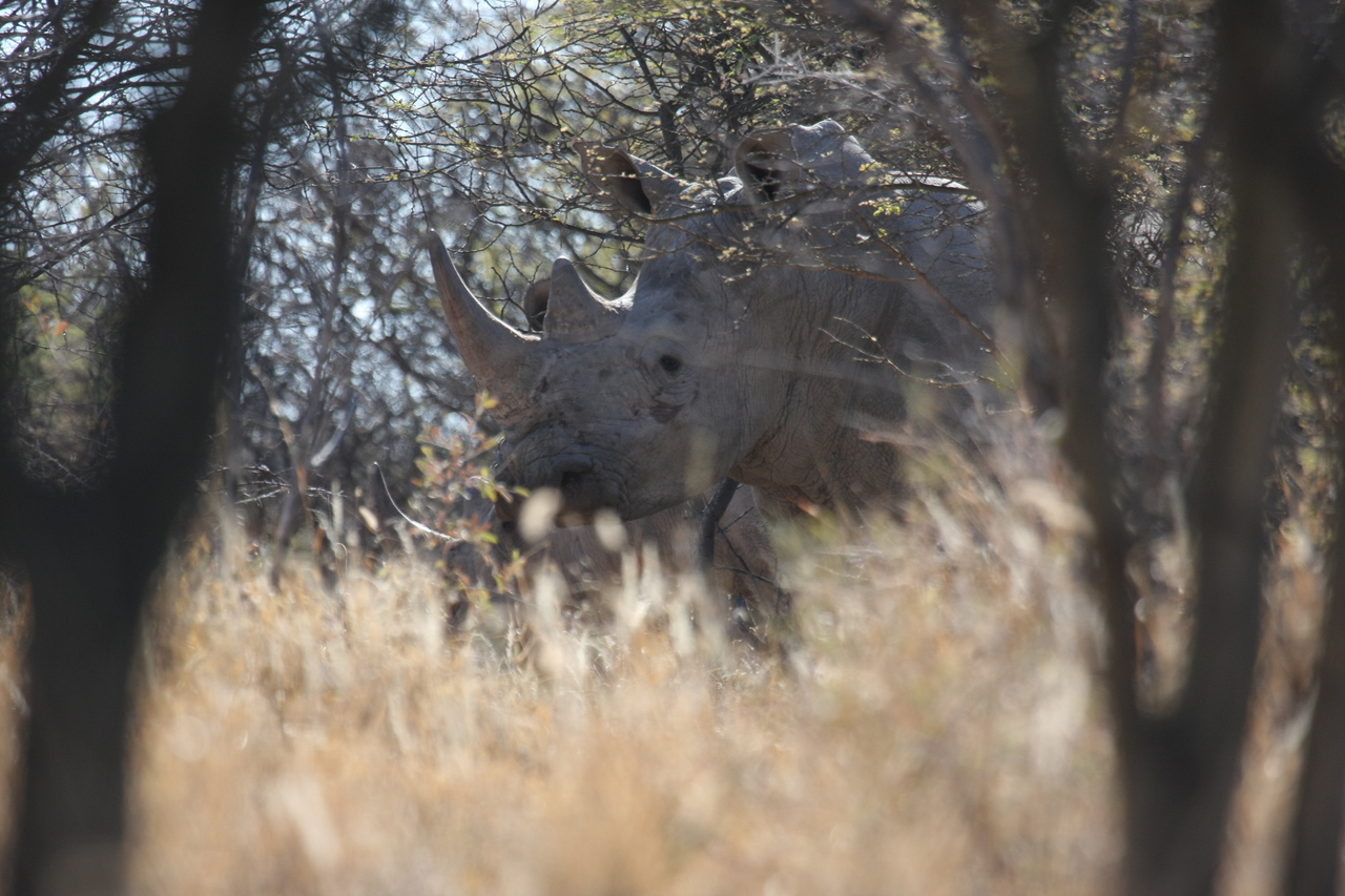 [4621] 2016_06_23_04_17_28_Africa_Canon_EOS_40D_IMG__00016.jpg