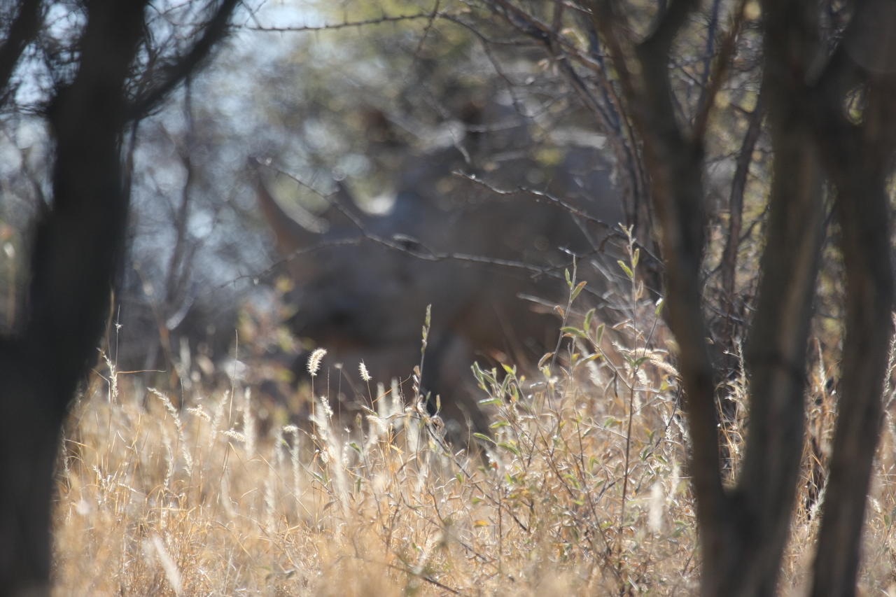 [4624] 2016_06_23_04_17_28_Africa_Canon_EOS_40D_IMG__00851.jpg