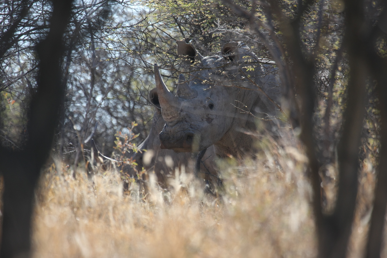 [4627] 2016_06_23_04_17_30_Africa_Canon_EOS_40D_IMG__00018.jpg