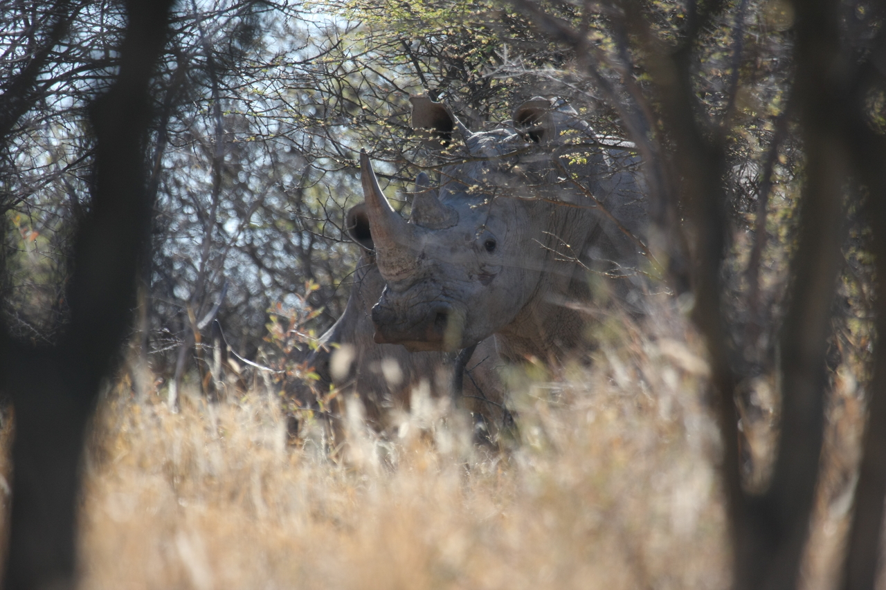 [4628] 2016_06_23_04_17_30_Africa_Canon_EOS_40D_IMG__00019.jpg