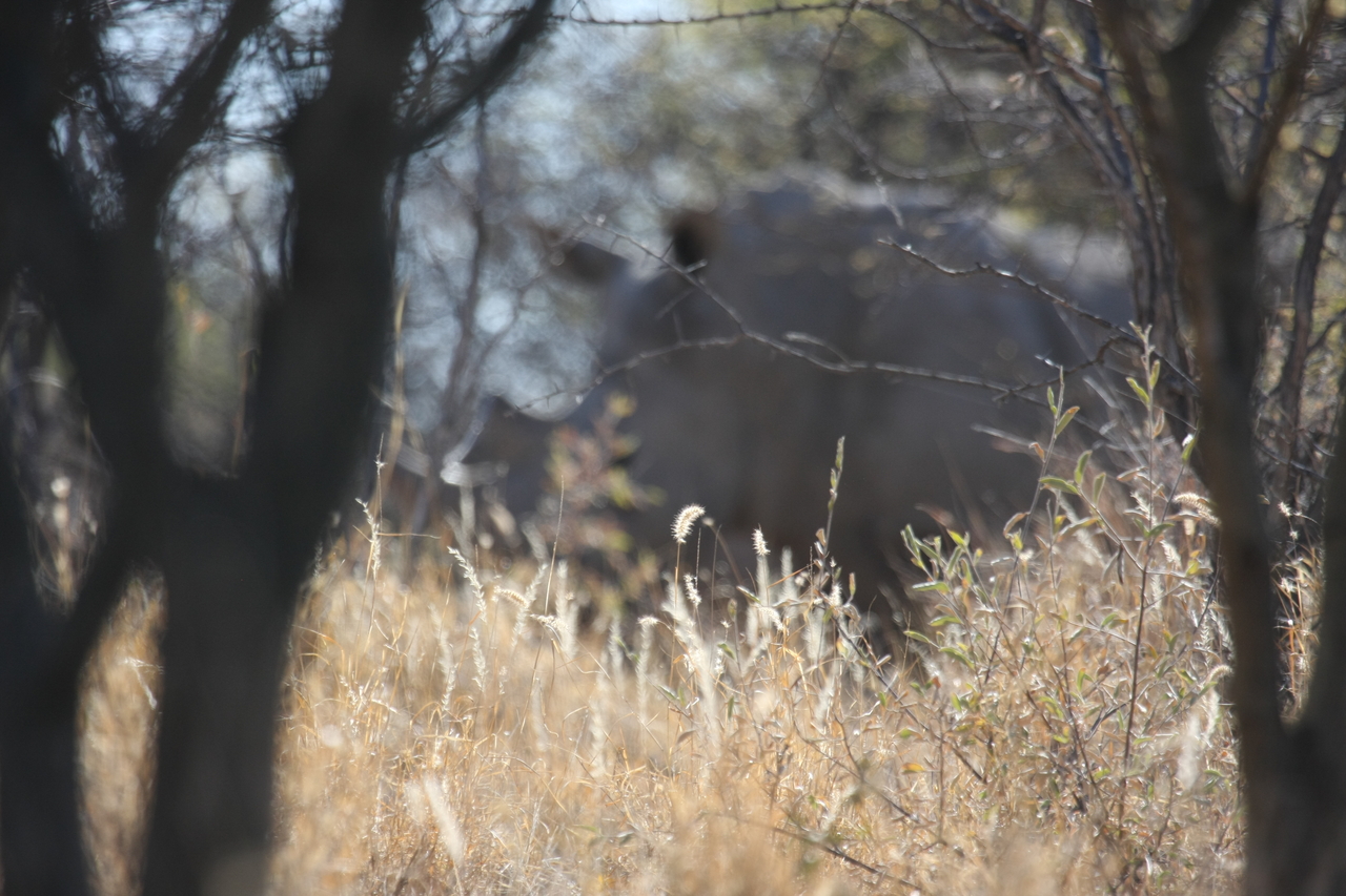 [4647] 2016_06_23_04_17_42_Africa_Canon_EOS_40D_IMG__00022.jpg