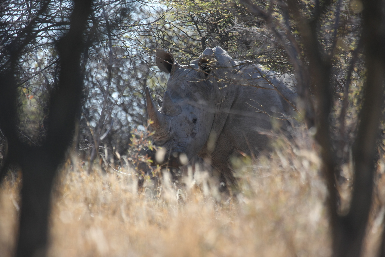 [4662] 2016_06_23_04_17_49_Africa_Canon_EOS_40D_IMG__08306.jpg