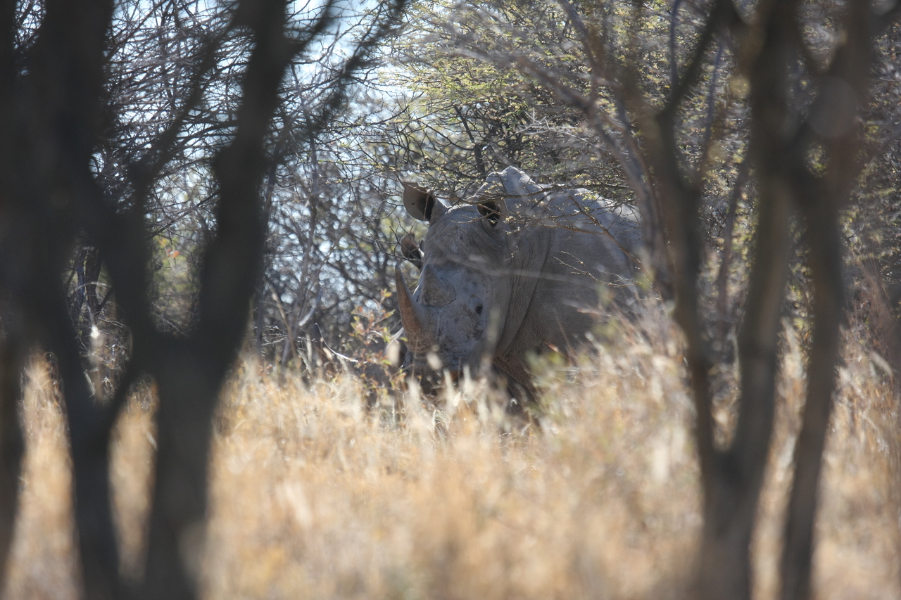 [4682] 2016_06_23_04_18_16_Africa_Canon_EOS_40D_IMG__08310.jpg