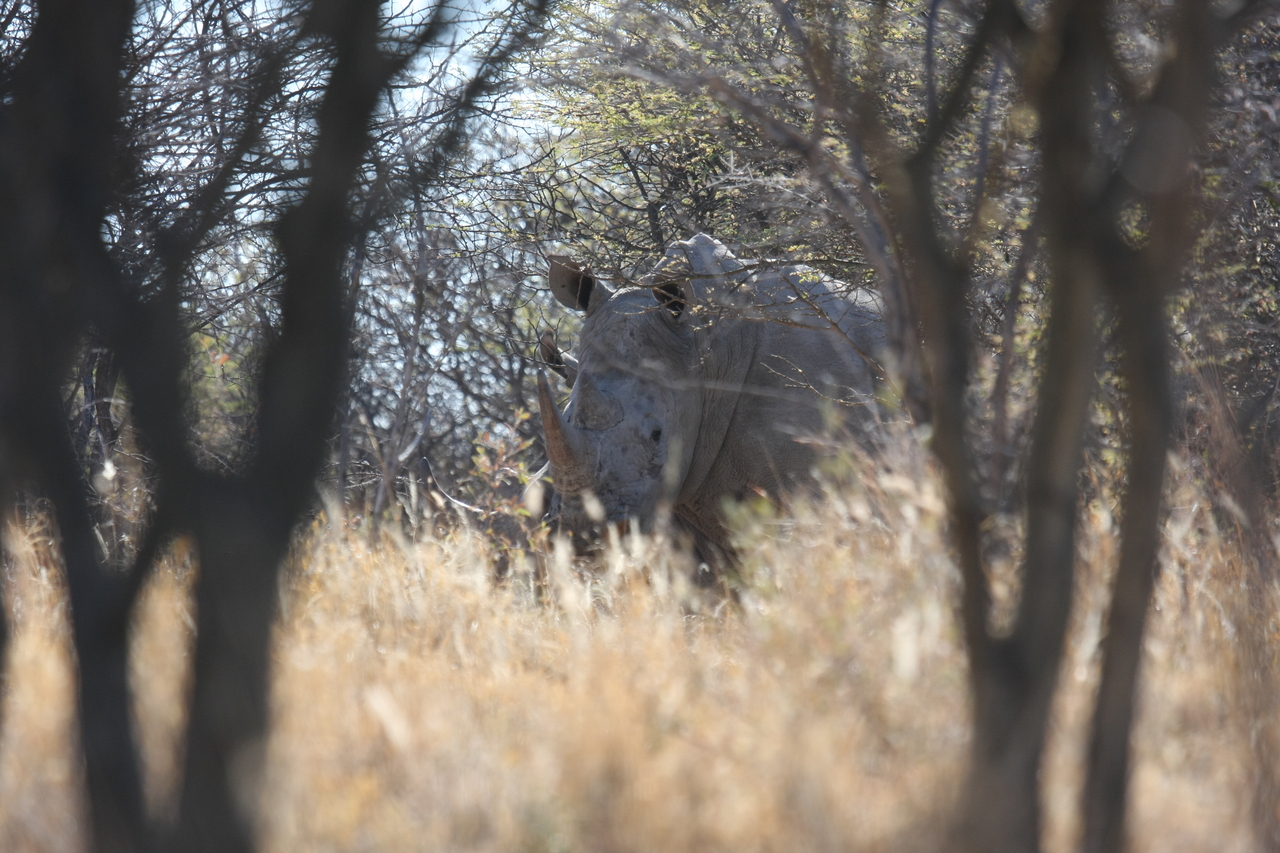 [4684] 2016_06_23_04_18_16_Africa_Canon_EOS_40D_IMG__08312.jpg